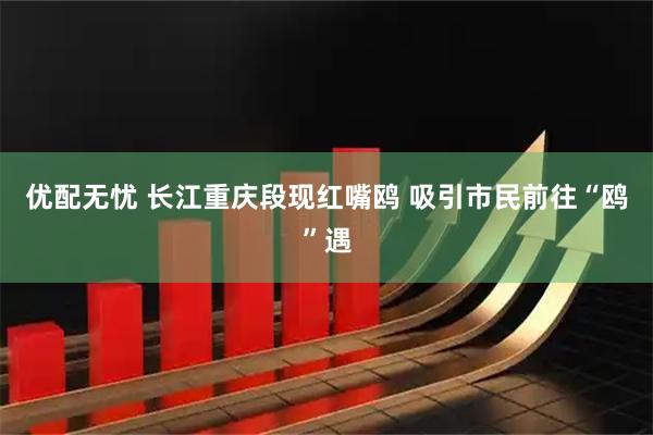 优配无忧 长江重庆段现红嘴鸥 吸引市民前往“鸥”遇